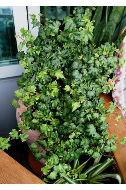 Плющ Грін Ріпл кімнатна рослина